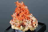 Bright Orange Crocoite Crystal Cluster - Tasmania #182735-1